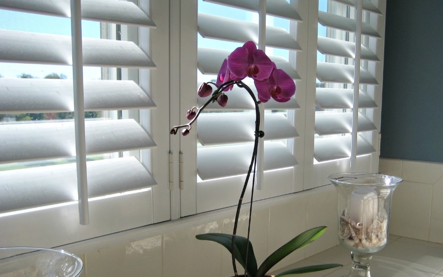 Orchid in front of plantation shutters